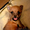Продам щенок Чихуахуа - <ro>Изображение</ro><ru>Изображение</ru> #1, <ru>Объявление</ru> #915301