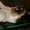 Стрижка котов и собак. - <ro>Изображение</ro><ru>Изображение</ru> #3, <ru>Объявление</ru> #56591