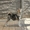 Щенки аляскинского маламута от Чемпионов! - <ro>Изображение</ro><ru>Изображение</ru> #6, <ru>Объявление</ru> #930519