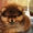 Продам щенка померанского шпица VIP-classa  - <ro>Изображение</ro><ru>Изображение</ru> #1, <ru>Объявление</ru> #939107