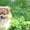 Продам щенка Померанского шпица  - <ro>Изображение</ro><ru>Изображение</ru> #2, <ru>Объявление</ru> #941907