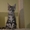 Крупные котята мейн кун из питомника - <ro>Изображение</ro><ru>Изображение</ru> #3, <ru>Объявление</ru> #977937