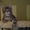 Крупные котята мейн кун из питомника - <ro>Изображение</ro><ru>Изображение</ru> #2, <ru>Объявление</ru> #977937