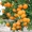 Мандарин, апельсин плодоносящий, комнатный саженцы Кировоград. - <ro>Изображение</ro><ru>Изображение</ru> #1, <ru>Объявление</ru> #980050
