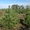 Сосны и елки оптом из Днепропетровска #970492