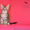  котята мейн кун от питомника, от элитных родителей - <ro>Изображение</ro><ru>Изображение</ru> #2, <ru>Объявление</ru> #968852