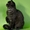 Шотландские котята страйт, фолд, хайленд - <ro>Изображение</ro><ru>Изображение</ru> #1, <ru>Объявление</ru> #887002