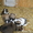 щенки среднеазиатской овчарки (Алабай)111 - <ro>Изображение</ro><ru>Изображение</ru> #3, <ru>Объявление</ru> #987386