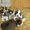 щенки среднеазиатской овчарки (Алабай)111 - <ro>Изображение</ro><ru>Изображение</ru> #2, <ru>Объявление</ru> #987386