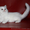 Шотландские котята страйт,  фолд,  хайленд #887002