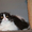 Шотландские котята страйт, фолд, хайленд - <ro>Изображение</ro><ru>Изображение</ru> #5, <ru>Объявление</ru> #887002