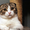Шотландские котята страйт, фолд, хайленд - <ro>Изображение</ro><ru>Изображение</ru> #3, <ru>Объявление</ru> #887002