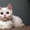 Шотландские котята страйт, фолд, хайленд - <ro>Изображение</ro><ru>Изображение</ru> #4, <ru>Объявление</ru> #887002