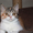 Шотландские котята страйт, фолд, хайленд - <ro>Изображение</ro><ru>Изображение</ru> #6, <ru>Объявление</ru> #887002