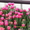 Продам свежий срез тюльпанов к 8 марту - <ro>Изображение</ro><ru>Изображение</ru> #1, <ru>Объявление</ru> #1008731