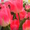 Продам свежий срез тюльпанов к 8 марту - <ro>Изображение</ro><ru>Изображение</ru> #3, <ru>Объявление</ru> #1008731
