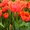 Продам свежий срез тюльпанов к 8 марту - <ro>Изображение</ro><ru>Изображение</ru> #5, <ru>Объявление</ru> #1008731