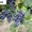 Продам саженцы винограда более 100 сортов - <ro>Изображение</ro><ru>Изображение</ru> #3, <ru>Объявление</ru> #509514