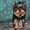 Йоркширский терьер, эксклюзивные щенки - <ro>Изображение</ro><ru>Изображение</ru> #1, <ru>Объявление</ru> #813152