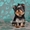 Йоркширский терьер, эксклюзивные щенки - <ro>Изображение</ro><ru>Изображение</ru> #5, <ru>Объявление</ru> #813152