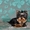 Йоркширский терьер, эксклюзивные щенки - <ro>Изображение</ro><ru>Изображение</ru> #3, <ru>Объявление</ru> #813152
