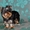 Йоркширский терьер, эксклюзивные щенки - <ro>Изображение</ro><ru>Изображение</ru> #4, <ru>Объявление</ru> #813152