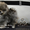 Эксклюзивные мини щеночки карликового померанского шпица VIP-classa! - <ro>Изображение</ro><ru>Изображение</ru> #2, <ru>Объявление</ru> #1052360