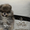 Эксклюзивные мини щеночки карликового померанского шпица SHOW-classa! - <ro>Изображение</ro><ru>Изображение</ru> #3, <ru>Объявление</ru> #1052361