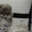 Эксклюзивные мини щеночки карликового померанского шпица SHOW-classa! - <ro>Изображение</ro><ru>Изображение</ru> #4, <ru>Объявление</ru> #1052361