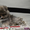 Эксклюзивные мини щеночки карликового померанского шпица VIP-classa! - <ro>Изображение</ro><ru>Изображение</ru> #5, <ru>Объявление</ru> #1052360