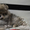 Эксклюзивные мини щеночки карликового померанского шпица VIP-classa! - <ro>Изображение</ro><ru>Изображение</ru> #6, <ru>Объявление</ru> #1052360