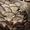 мицелий вешенки от 5 кг Днепропетровск - <ro>Изображение</ro><ru>Изображение</ru> #2, <ru>Объявление</ru> #1074875