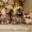 Очаровательные щенки немецкого шпица! - <ro>Изображение</ro><ru>Изображение</ru> #3, <ru>Объявление</ru> #1066440