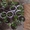 Мурайя цветущая (Муррайя, Murraya exotica, M. paniculata) - <ro>Изображение</ro><ru>Изображение</ru> #2, <ru>Объявление</ru> #1127123
