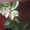 Вариегатный каламондин (Citrofortunella microcarpa) - <ro>Изображение</ro><ru>Изображение</ru> #1, <ru>Объявление</ru> #1127124