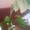 Вариегатный каламондин (Citrofortunella microcarpa) - <ro>Изображение</ro><ru>Изображение</ru> #2, <ru>Объявление</ru> #1127124