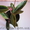 Сортовые сингониумы,драгоценную орхидею, тилландсии,строманты - <ro>Изображение</ro><ru>Изображение</ru> #10, <ru>Объявление</ru> #1151106