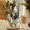 Сортовые сингониумы,драгоценную орхидею, тилландсии,строманты - <ro>Изображение</ro><ru>Изображение</ru> #6, <ru>Объявление</ru> #1151106