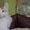 Котята породы Донской сфинкс (Браш) - <ro>Изображение</ro><ru>Изображение</ru> #2, <ru>Объявление</ru> #1151103
