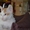 Котята породы Донской сфинкс (Браш) #1151103