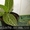 Сортовые сингониумы,драгоценную орхидею, тилландсии,строманты - <ro>Изображение</ro><ru>Изображение</ru> #9, <ru>Объявление</ru> #1151106