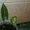 Сортовые сингониумы,драгоценную орхидею, тилландсии,строманты - <ro>Изображение</ro><ru>Изображение</ru> #4, <ru>Объявление</ru> #1151106