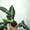 Сортовые сингониумы,драгоценную орхидею, тилландсии,строманты - <ro>Изображение</ro><ru>Изображение</ru> #3, <ru>Объявление</ru> #1151106