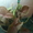 Сортовые сингониумы,драгоценную орхидею, тилландсии,строманты - <ro>Изображение</ro><ru>Изображение</ru> #2, <ru>Объявление</ru> #1151106