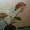 Сортовые сингониумы,драгоценную орхидею, тилландсии,строманты - <ro>Изображение</ro><ru>Изображение</ru> #1, <ru>Объявление</ru> #1151106