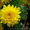 Продам черенки Хризантемы, рассаду Эустомы - <ro>Изображение</ro><ru>Изображение</ru> #2, <ru>Объявление</ru> #1168674