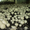 Продажа мицелий шампиньона (печериці), вешенки  (гливи), шиитаке - <ro>Изображение</ro><ru>Изображение</ru> #2, <ru>Объявление</ru> #1192528