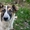 Собака Стейси,  средне-крупная охранница,  стерилизованная #1189330