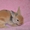 Декоративные рыженькие крольчата  #1241826