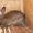 Продам кроликов породы Немецкий Ризен - <ro>Изображение</ro><ru>Изображение</ru> #2, <ru>Объявление</ru> #1233235